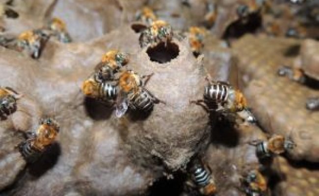 Abelhas uruçu-nordestina (Melipona scutellaris) / Crédito: Roberta Nocelli