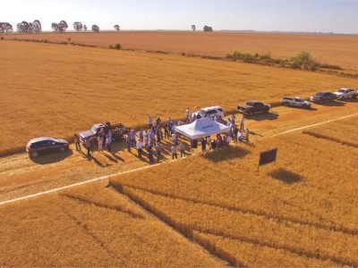 Tecnologias para aumentar a produção de trigo no Cerrado