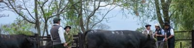 Animais da raça Angus em julgamento de rústicos realizado no Paraná
Reprodução/Ricardo Moglia
