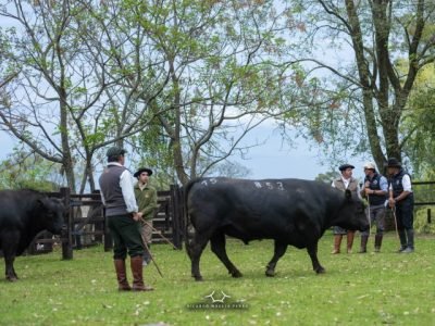 Animais da raça Angus em julgamento de rústicos realizado no Paraná
Reprodução/Ricardo Moglia