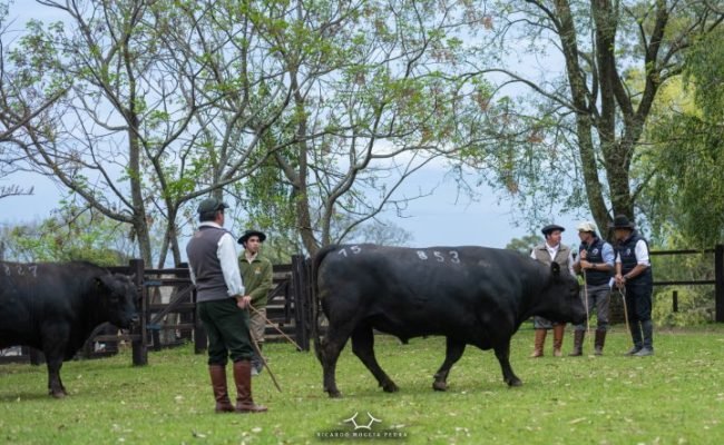 Animais da raça Angus em julgamento de rústicos realizado no Paraná
Reprodução/Ricardo Moglia
