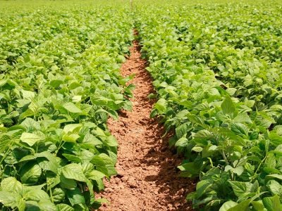 Feijão - Crédito Shutterstock