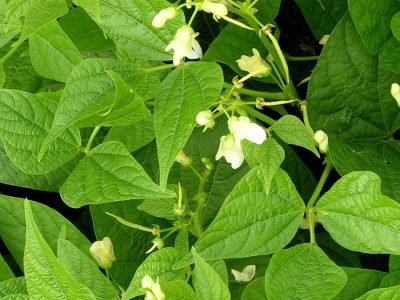 Feijão - Créditos: shurtterstock