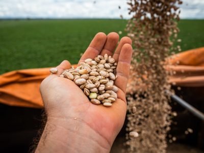 Com a segunda maior produtividade média do Brasil, Goiás se destaca com Cristalina na produção total e Flores de Goiás e Formosa entre os municípios líderes em rendimento nas lavouras. Foto: Wenderson Araujo