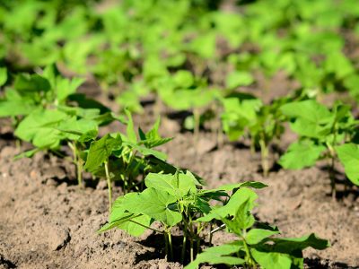 Feijão -  Créditos: shurtterstock