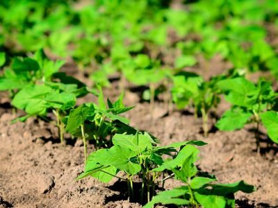 Feijão -  Créditos: shurtterstock