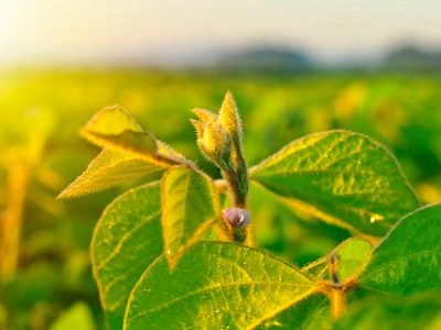 Soja - Crédito Shutterstock