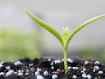 fertilizantes-para-plantas (Telefone)