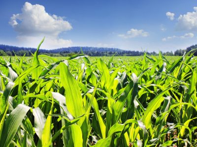 Penhorar safras pode ser a solução da inadimplência no Agronegócio?