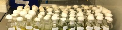 fixacao-biologica-nitrogenio-algodao