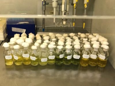 fixacao-biologica-nitrogenio-algodao