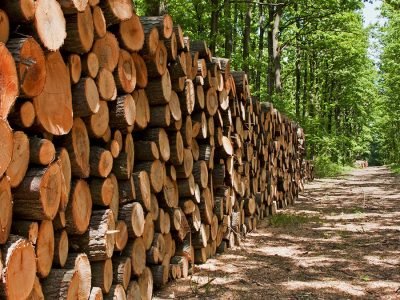 Madeira - Crédito: Invest Agro