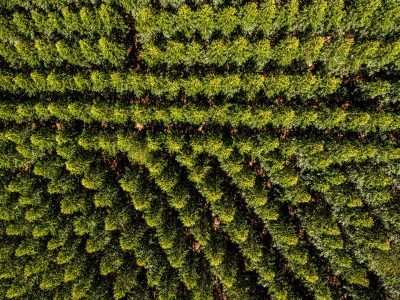 Floresta- Créditos: Shutterstock