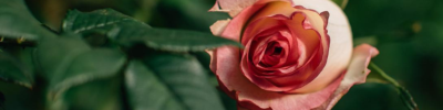 flores-no-inverno-cores-intensas