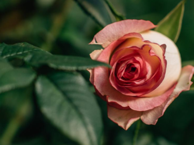 flores-no-inverno-cores-intensas