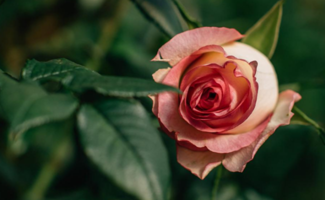 flores-no-inverno-cores-intensas