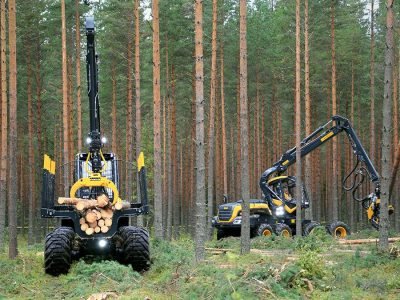 Eucalipto - Crédito: Shutterstock