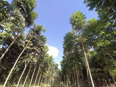 floresta (Telefone)