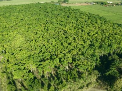 floresta-ibf-Telefone