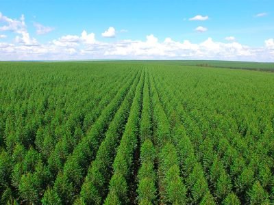 Floresta - Crédito: shutterstock