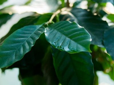 Folha de café - Crédito: Shutterstock