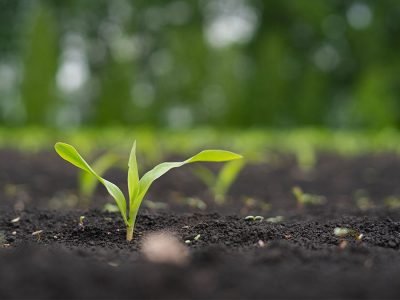 Milho - Fotos: Shutterstock