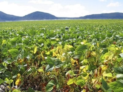 Fosfito - Crédito: Murillo Lobo