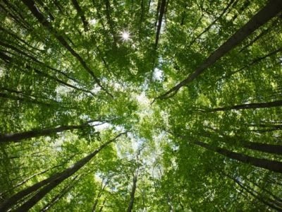 fot-01-Três-Lagoas-é-a-capital-da-celulose-Crédito-Shutterstock