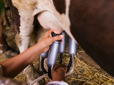 Milking machine close-up. Milk production on a home farm. Replacement of manual labor with automatic machines.