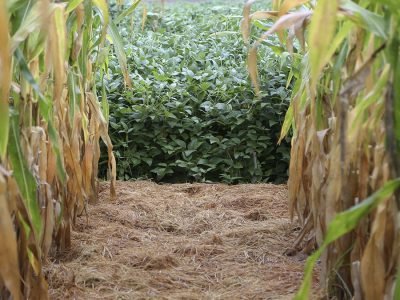 Milho - Foto: Fagner Almeida/Divulgação