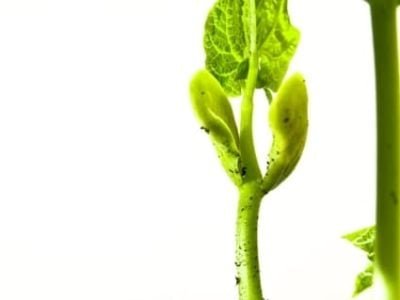 Créditos Shutterstock