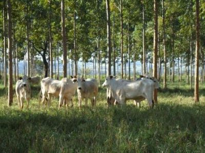 foto-Davi-Bungenstab_Embrapa-Gado-de-Corte-07-2021