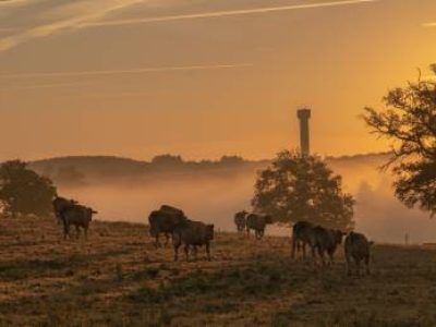 An amazing shot of a farmland with cows on a sunset background