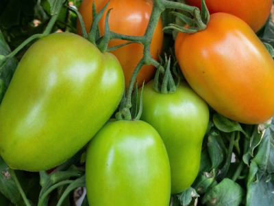 foto materia venetto (Pequeno)