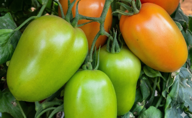 foto materia venetto (Pequeno)