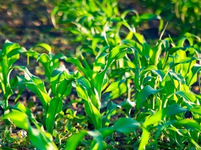 Milho - Crédito Shutterstock