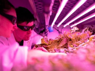 Embrapa projeta digitalização do agronegócio até 2030 (Foto: ThisisEngineering RAEng/Unsplash)