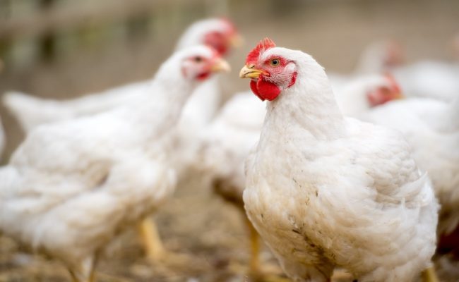 Imagem mostra frangos / Arquivo