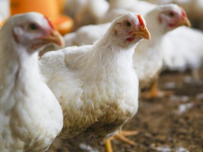 Embargo ao frango brasileiro