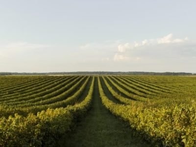 front-view-landscape-with-vegetation-clear-sky-Telefone