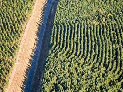 Floresta - Crédito: Shutterstock