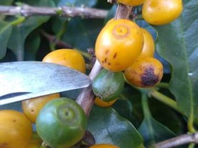 Frutos da primeira  (amarelos) e da segunda florada (verdes), estes menores e, neste caso, com maior incidencia de grãos moca.