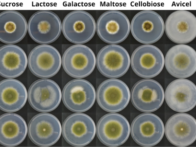 Fungos crescendo em diferentes substratos em placas de petri
