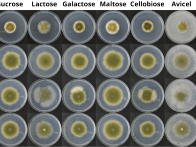 Fungos crescendo em diferentes substratos em placas de petri