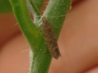 Traça-do-tomateiro – Crédito: José Salazar Zanuncio Junior