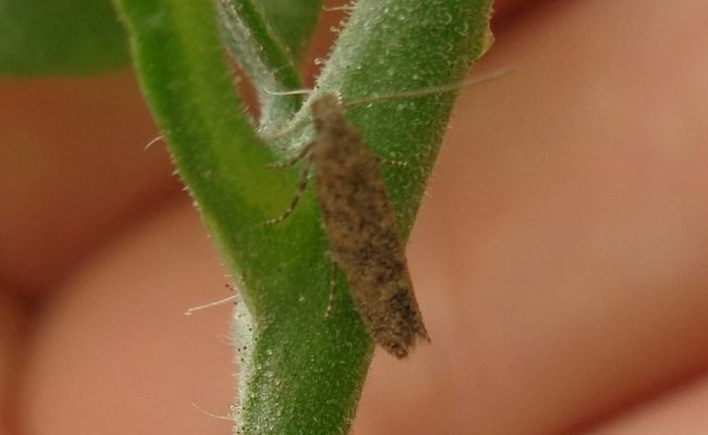 Traça-do-tomateiro – Crédito: José Salazar Zanuncio Junior