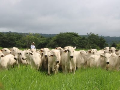 Entre os aspectos positivos, o documento aponta o compromisso com o aumento da produtividade sem abertura de novas áreas.
FreePik