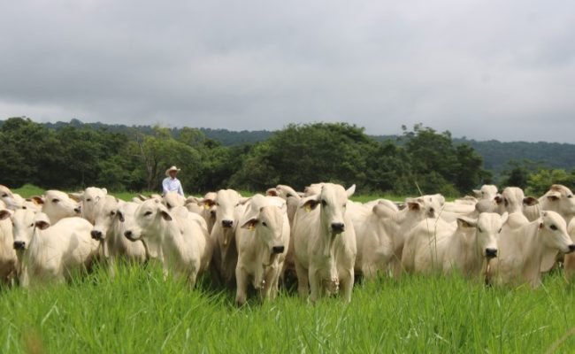 Entre os aspectos positivos, o documento aponta o compromisso com o aumento da produtividade sem abertura de novas áreas.
FreePik