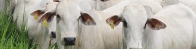 Instituto Biológico realiza produção de kits para diagnóstico de brucelose e tuberculose bovina em laboratório especializado em sanidade animal.