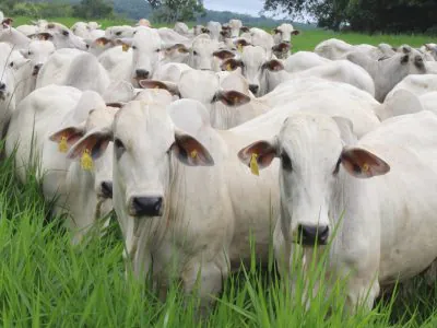 Instituto Biológico realiza produção de kits para diagnóstico de brucelose e tuberculose bovina em laboratório especializado em sanidade animal.